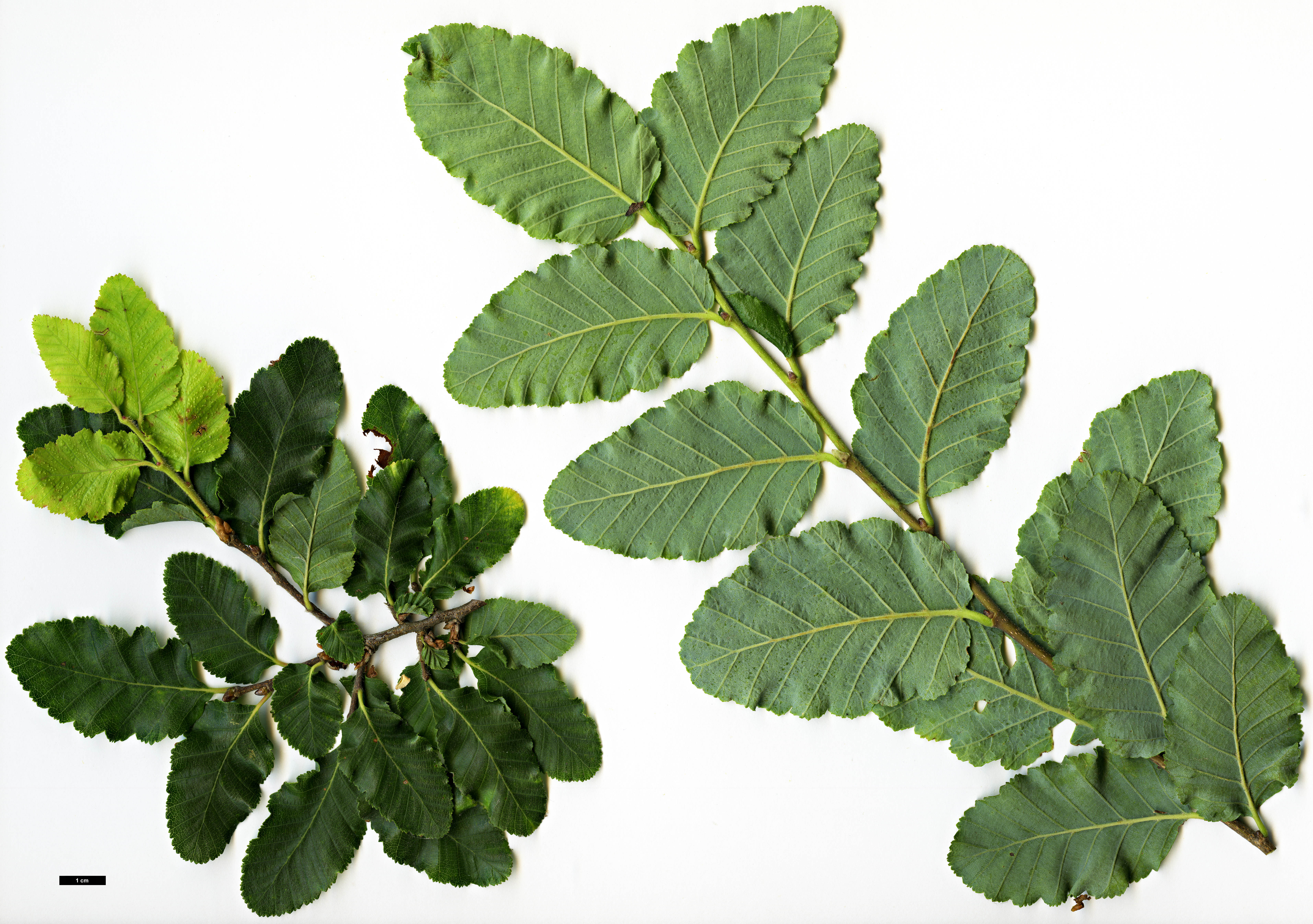 High resolution image: Family: Nothofagaceae - Genus: Nothofagus - Taxon: ×leonii (N.glauca × N.obliqua)